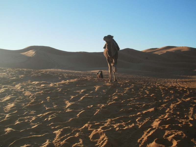 wielbłądem na pustynię w maroku